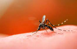 Casos de dengue em MT aumentam 158% neste ano e risco é considerado alto