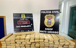 Polícia Civil apreende mais 85 tabletes de maconha em chácara de Sinop e incinera entorpecentes