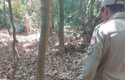 Macacos são encontrados doentes e mortos em comunidade rural de Juína
