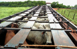 Carlinda: Bandidos furtam 45 cabeças de gado em fazenda