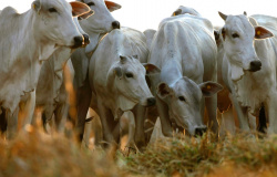 Polícia Civil investiga furto de gado em fazenda de Colíder