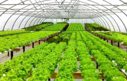 Hidroponia garante lucro no cultivo de hortaliças