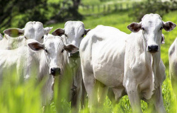 Campo Futuro levanta custos de produção da bovinocultura de corte em Alta Floresta na quinta (14)