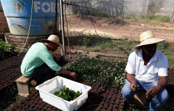 Alta Floresta: produtores rurais recebem mudas de café clonal