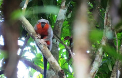 301 novas espécies são descobertas em 4 anos na  Amazonas e Mato Grosso