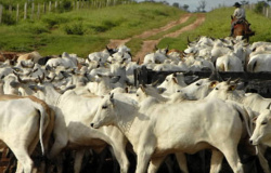 Sindicato Rural de Alta Floresta destaca a integração da lavoura-pecuária na produtividade de carne