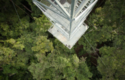 Turistas podem observar pássaros em torres de 50 metros no Rio Cristalino, em Alta Floresta