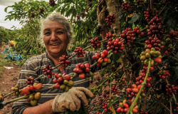 Governo mantém isenção de ICMS aos produtores de café de Mato Grosso