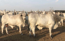 Oferta menor de animais no Mato Grosso dão suporte para altas no maior rebanho bovino nacional
