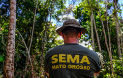 Mato Grosso reduz alertas de desmatamento em junho