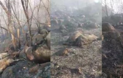 Incêndio atinge fazenda em MT e gado morre carbonizado; veja vídeo