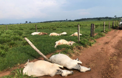 Alta Floresta: Raio mata 12 cabeças de gado em propriedade na 4ª Oeste