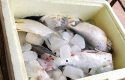 ALTA FLORESTA: Sema apreende 450 kg de pescado irregular nas proximidades do Parque do Cristalino