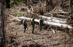 Operação Amazônia aplicou R$ 979 milhões em multa nos 7 primeiros meses do ano