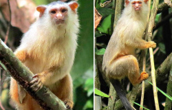 Cientistas encontram nova espécie de macaco brasileiro em região de Mato Grosso