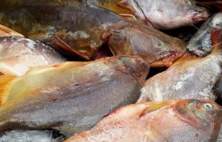 Alta Floresta: Ministério Público ajuíza ACP ambiental por pesca irregular