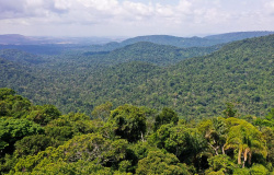 Inpe: desmatamento na Amazônia Legal tem aumento de 21,97% em 2021