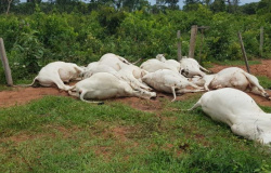 Descarga elétrica mata 15 cabeças de gado numa fazenda de MT