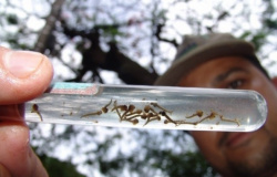 Alta Floresta está entre os municípios de MT que estão com risco elevado de dengue