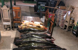 Batalhão Ambiental e Juvam apreendem 98 quilos de pescado ilegal no Rio Paraguai