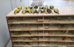 Polícia Civil prende homem que transportava 200 aves silvestres em bagageiro de ônibus interestadual