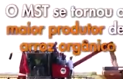 MST inicia colheita de arroz agroecológico no RS