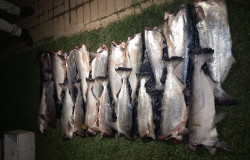 Sinop: Batalhão Ambiental prende homem e apreende 129 quilos de pescado irregular