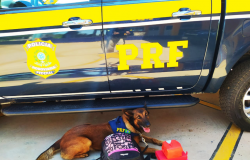 PRF encontra cocaína em ônibus com auxílio de cães