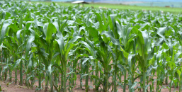 Crescimento do milho no Agronegócio