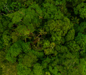 Brasil lidera com a maior parcela do território coberto por florestas entre os competidores internacionais do agronegócio, diz Ipea