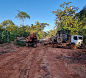 Operação mira esquema de garimpo e extração de madeira em Aripuanã