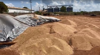 Carga de soja roubada na região de Campo Verde é recuperada pela Polícia Civil
