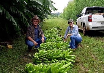 Pesquisa da Empaer desenvolve variedade de banana voltada à agricultura familiar