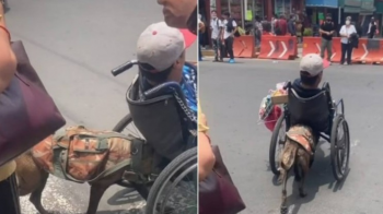 Vídeo emocionante mostra cachorro empurrando homem em cadeira de rodas