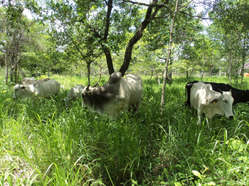 Integração Pecuária Floresta - Pastagem Ecológica na Fazenda Ecológica