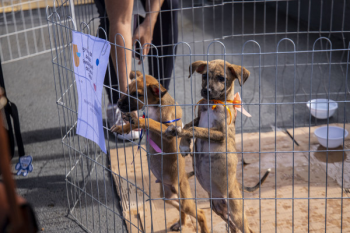 Ieda Chaves comemora adesão e bons resultados da Feira de Adoção de Pets