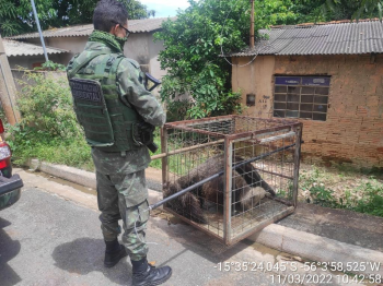 Batalhão Ambiental da PM já resgatou 291 animais silvestres na Região Metropolitana