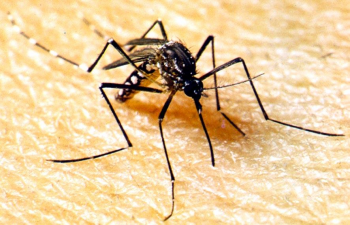 Secretaria de Estado de Saúde alerta municípios para fortalecimento do combate à dengue