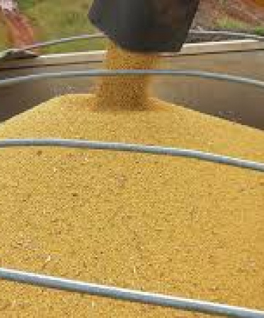 Cinquenta toneladas de soja so recuperadas pela Polcia Civil em Alto Araguaia