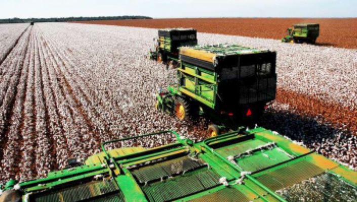 Com atraso, Mato Grosso dá início à colheita do algodão