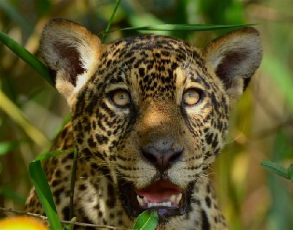 Onças são vistas mais "à vontade" no Pantanal